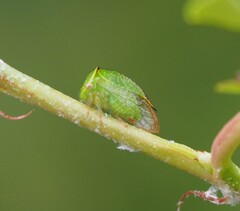 Hadrophallus bubalus