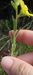Ludwigia hirtella