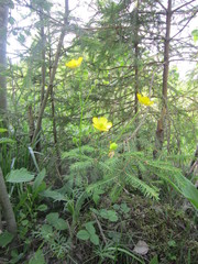 Ranunculus polyanthemos