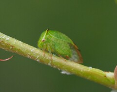 Hadrophallus bubalus