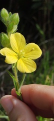Ludwigia hirtella