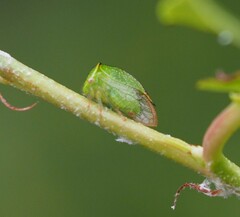 Hadrophallus bubalus