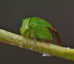 Hadrophallus bubalus