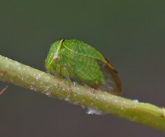 Hadrophallus bubalus