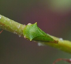 Hadrophallus bubalus