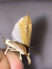 Donacaula melinellus