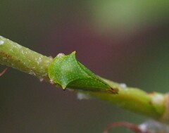 Hadrophallus bubalus