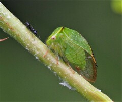 Hadrophallus bubalus
