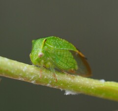 Hadrophallus bubalus