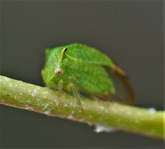 Hadrophallus bubalus