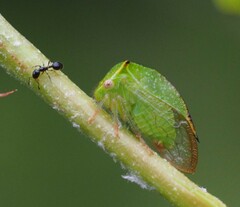 Hadrophallus bubalus