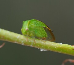 Hadrophallus bubalus