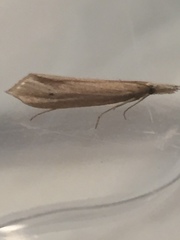 Donacaula melinellus