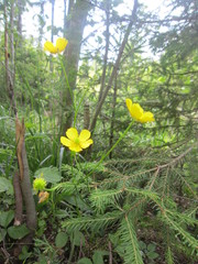 Ranunculus polyanthemos