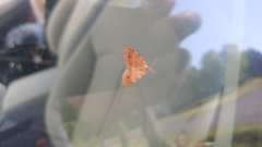 Mellilla xanthometata