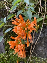 Pyrostegia venusta image