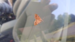 Mellilla xanthometata