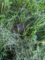 Rodentia