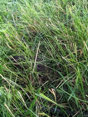 Rodentia