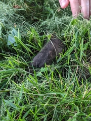 Rodentia