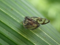 Euricania ocellus