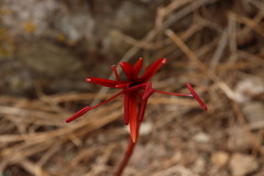 Sprekelia