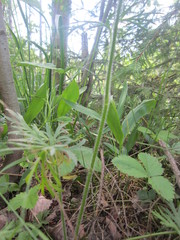 Ranunculus polyanthemos