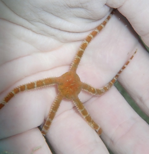 Photo of Flaccid Brittle Star (Ophiomyxa flaccida)