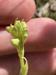 Platanthera blephariglottis