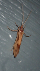 Platycentropus radiatus