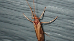 Platycentropus radiatus