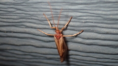 Platycentropus radiatus