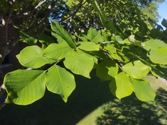 Cladrastis kentukea