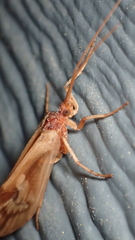 Platycentropus radiatus