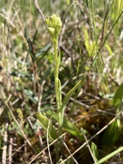 Platanthera blephariglottis