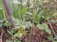 Ranunculus polyanthemos