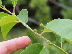 Hadrophallus bubalus