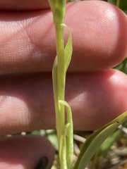 Platanthera blephariglottis
