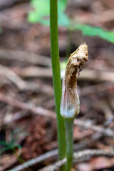 Uromyces ari-triphylli