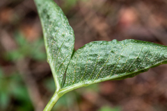 Uromyces ari-triphylli