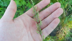 Sphenopholis intermedia