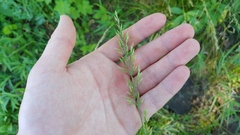 Sphenopholis intermedia