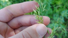 Sphenopholis intermedia