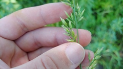 Sphenopholis intermedia