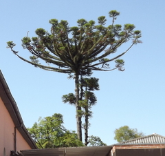 Araucaria angustifolia