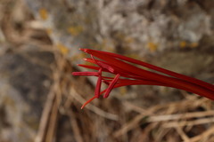 Sprekelia