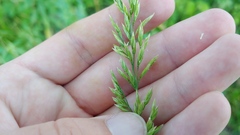 Sphenopholis intermedia