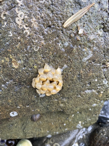 Volutharpa ampullacea observed 2022-06-18