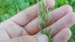 Sphenopholis intermedia