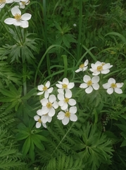 Anemonastrum sibiricum
